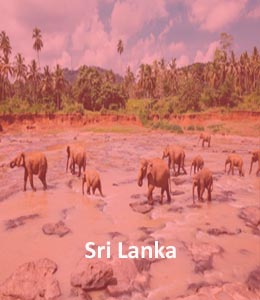Sri Lanka Buddhist Directory